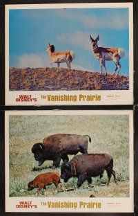 6d838 LIVING DESERT/VANISHING PRAIRIE 7 LCs '71 great images from Walt Disney wildlife double-bill!