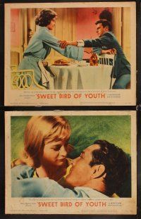6d712 SWEET BIRD OF YOUTH 8 LCs '62 Ed Begley, Shirley Knight & Rip Torn, Tennessee Williams' play!