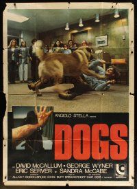 6h334 DOGS Italian 1p '77 different image of crowd watching canine attack man on floor!