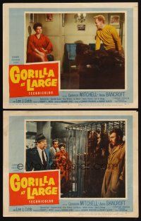 6w828 GORILLA AT LARGE 2 LCs '54 sexy Anne Bancroft looks at Cameron Mitchell by ape suit on desk!