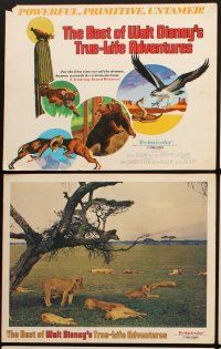 6w011 BEST OF WALT DISNEY'S TRUE-LIFE ADVENTURES 9 LCs '75 powerful, great images of wildlife!