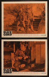 6w048 BLACK GOLD 8 LCs '62 wildcatters Philip Carey & Diane McBain drill for oil!