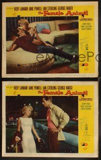 6w610 FEMALE ANIMAL 3 LCs '58 image of sexy Jane Powell & George Nader!