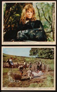 6z180 FAR FROM THE MADDING CROWD 7 color 8x10 stills '68 Julie Christie, Terence Stamp, Schlesinger
