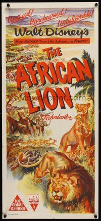 7c429 AFRICAN LION Aust daybill '55 Walt Disney's most amazing True-Life adventure feature!
