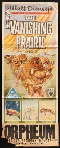 7m962 VANISHING PRAIRIE Aust daybill '54 Disney True-Life Adventure, art of stampeding buffalo!