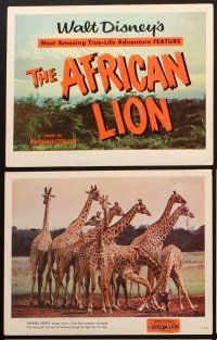 8a012 AFRICAN LION 9 LCs '55 Walt Disney's most amazing True-Life adventure feature, animal images!