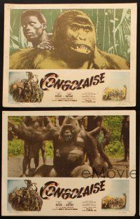 8r424 CONGOLAISE 5 LCs '50 great African jungle animal images, gorillas, lions, elephants, rhinos!