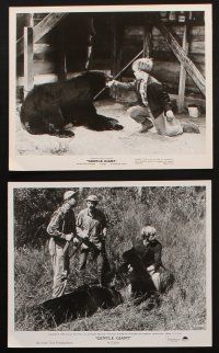8w179 GENTLE GIANT 8 8x10 stills '67 Dennis Weaver, Vera Miles, Clint Howard & a big grizzly bear!