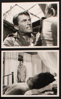 8w197 PURPLE PLAIN 8 8.25x11.75 stills '55 great images of Gregory Peck, written by Eric Ambler!