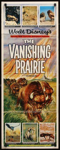 8z746 VANISHING PRAIRIE insert '54 a Walt Disney True-Life Adventure, cool art of stampeding buffalo