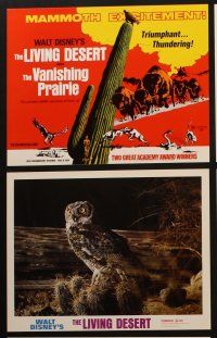 9p018 LIVING DESERT/VANISHING PRAIRIE 9 LCs '71 great images from Walt Disney wildlife double-bill!