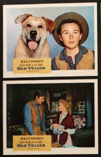 9p019 OLD YELLER 9 LCs R65 Dorothy McGuire, Fess Parker, art of Walt Disney's most classic canine!