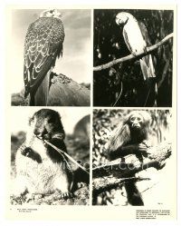 9t355 BEST OF WALT DISNEY'S TRUE-LIFE ADVENTURES 8x10 still '75 cool wild animal images!