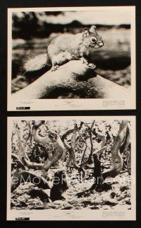 1b987 PERRI 2 8x10 stills '57 Disney's fabulous first in motion picture story-telling, squirrels!