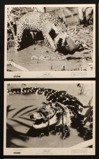 1b650 JUNGLE CAT 8 8x10 stills '60 Disney, great action images of the mighty jaguar & crocodile!