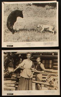 1b774 OLD YELLER 6 8x10 stills '57 Dorothy McGuire, Fess Parker, Walt Disney's most classic canine!