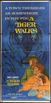 1d935 TIGER WALKS 3sh '64 Walt Disney, art of Brian Keith with family & huge tiger!
