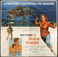 1d264 TIGER WALKS 6sh '64 Walt Disney, art of Brian Keith, Vera Miles & huge prowling tiger!
