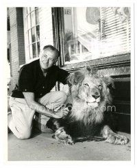 1h246 ZEBRA IN THE KITCHEN candid 8x10 still '65 c/u of director Ivan Tors brushing lion's mane!