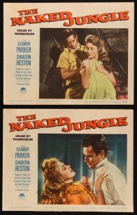 3j935 NAKED JUNGLE 2 LCs '54 wonderful close romantic images of Charlton Heston & Eleanor Parker!