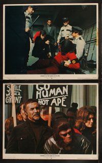 3j107 CONQUEST OF THE PLANET OF THE APES 8 LCs '72 Roddy McDowall, the revolt of the apes!