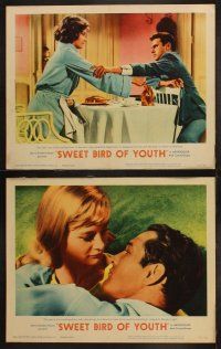 3j446 SWEET BIRD OF YOUTH 8 LCs '62 Paul Newman, Geraldine Page, from Tennessee Williams' play!