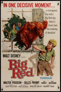 3x084 BIG RED 1sh '62 Disney, Walter Pigeon, artwork of Irish Setter dog jumping through window!