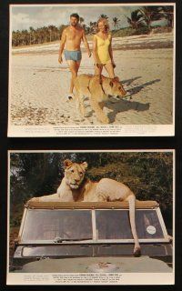 4c131 BORN FREE 6 color 8x10 stills '66 Virginia McKenna & Bill Travers with Elsa the lioness!