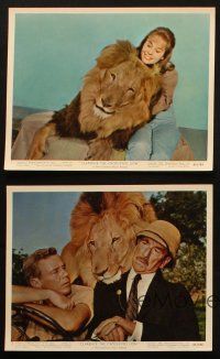 4c168 CLARENCE THE CROSS-EYED LION 5 color 8x10 stills '65 Africa safari, wacky images with big cat