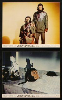 4c042 ESCAPE FROM THE PLANET OF THE APES 8 color 8x10 stills '71 Hunter, Roddy McDowall, Montalban!
