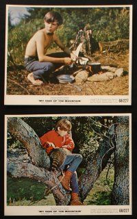 4c120 MY SIDE OF THE MOUNTAIN 7 color 8x10 stills '69 boy dreams of leaving civilization!