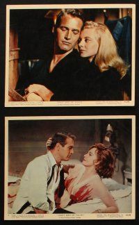 4c157 SWEET BIRD OF YOUTH 6 color 8x10 stills '62 Paul Newman, Geraldine Page, Shirley Knight!