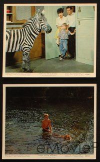 4c163 ZEBRA IN THE KITCHEN 6 color 8x10 stills '65 Jay North, cool images of zoo animals!