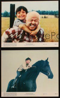 4c251 BLACK STALLION 3 8x10 mini LCs '79 Kelly Reno, Mickey Rooney, great horse images!