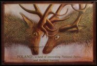 4r509 POLAND English Polish travel poster '80s artwork of deer locking horns!