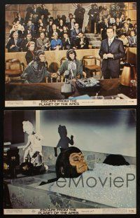 5c646 ESCAPE FROM THE PLANET OF THE APES 5 color 11x14 stills '71 Roddy McDowall, Kim Hunter