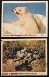 5c626 BEST OF WALT DISNEY'S TRUE-LIFE ADVENTURES 5 LCs '75 powerful, great images of wildlife!
