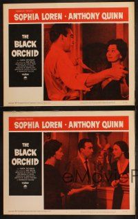 5c707 BLACK ORCHID 4 LCs '59 images of sexy Sophia Loren, a story of love directed by Martin Ritt!