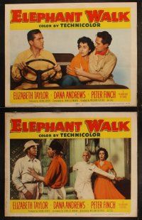 5c140 ELEPHANT WALK 8 LCs '54 sexy Elizabeth Taylor watches Peter Finch argue with Dana Andrews!