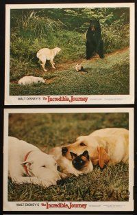 5c661 INCREDIBLE JOURNEY 5 LCs '63 Disney, bear, Bull Terrier, Siamese cat & Labrador Retriever!
