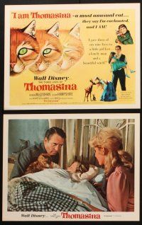 5c041 THREE LIVES OF THOMASINA 9 LCs '64 Walt Disney, great art of winking & smiling cat!