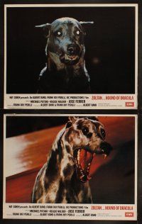 5t189 DRACULA'S DOG 8 English LCs '78 Albert Band, wild images of the Count and his vampire canine!