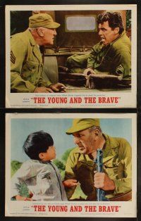 5t653 YOUNG & THE BRAVE 8 LCs '63 Rory Calhoun, William Bendix, cool German Shepherd dog images!