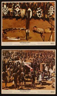 5w115 NAKED PREY 4 color 8x10 stills '65 Cornel Wilde stripped in Africa running from killers!