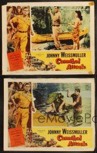 6b694 CANNIBAL ATTACK 4 LCs '54 border art of Johnny Weissmuller w/knife cool images!