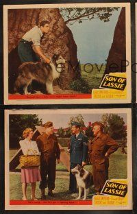 6b826 SON OF LASSIE 3 LCs '45 Peter Lawford, Donald Crisp, great dog images of the collie!