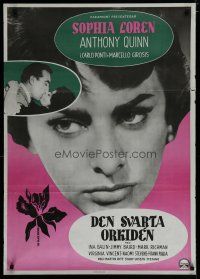 6d117 BLACK ORCHID Swedish '59 Anthony Quinn, Sophia Loren, story of love directed by Martin Ritt!