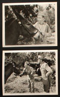 6j493 FRANCIS THE TALKING MULE 8 8x10 stills '49 great images of Donald O'Connor, Patricia Medina!