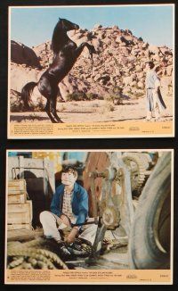 6j061 BLACK STALLION RETURNS 8 8x10 mini LCs '83 Kelly Reno, cool horse racing images!